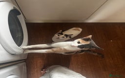 Mixed Breed cats for sale: Kittens  - Image 8