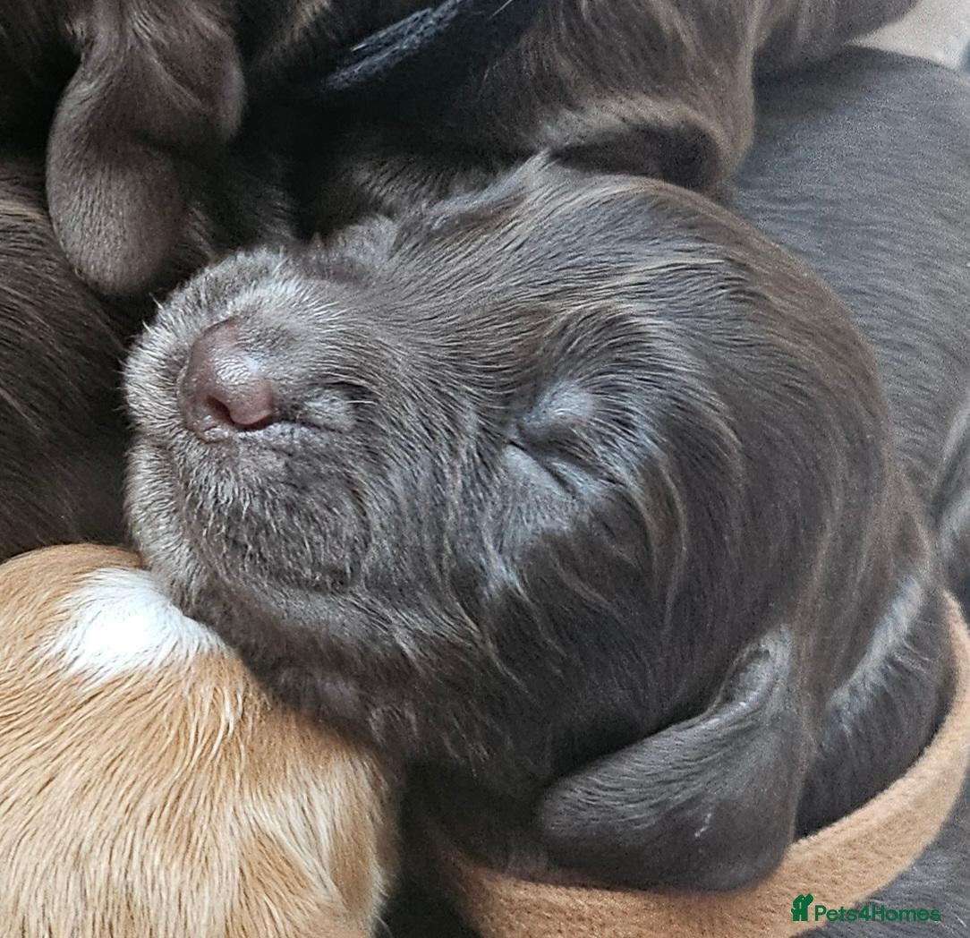 Cocker Spaniel dogs Cocker spaniel puppies - Advert 2