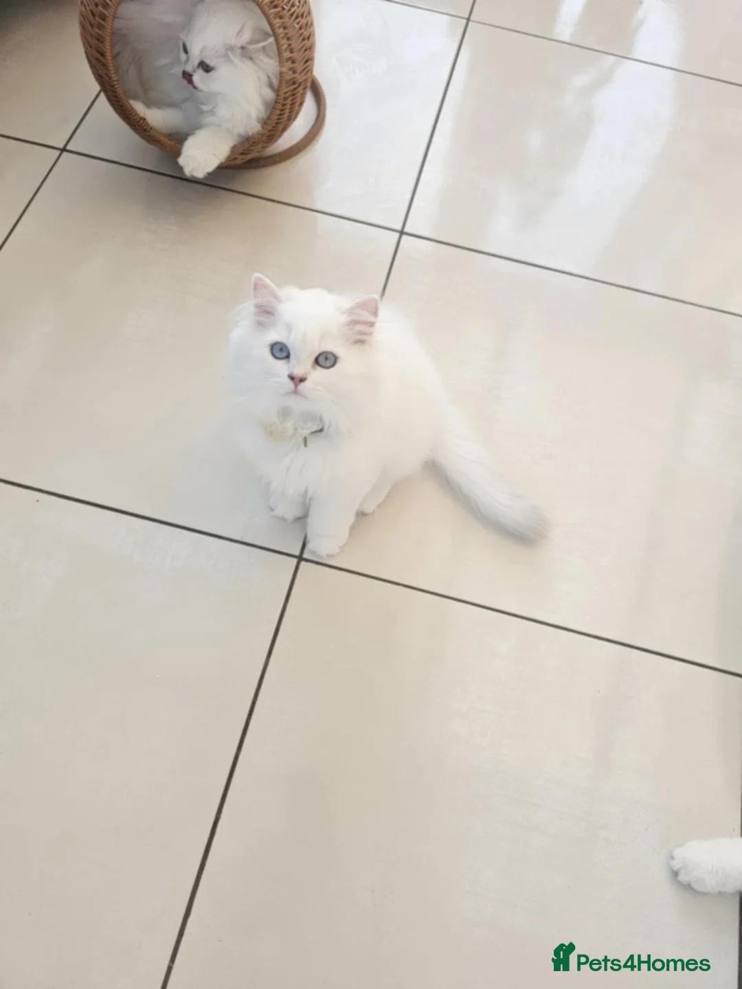 British Longhair cats for sale: British Longhair pedigree,champion parents - Advert 9