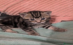 Russian Blue cats for sale: Stunning Russian Blue kittens - Image 2