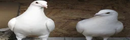 Pigeons birds for sale: White racing Pigeons for sale.Delbar bloodline. - Advert 7