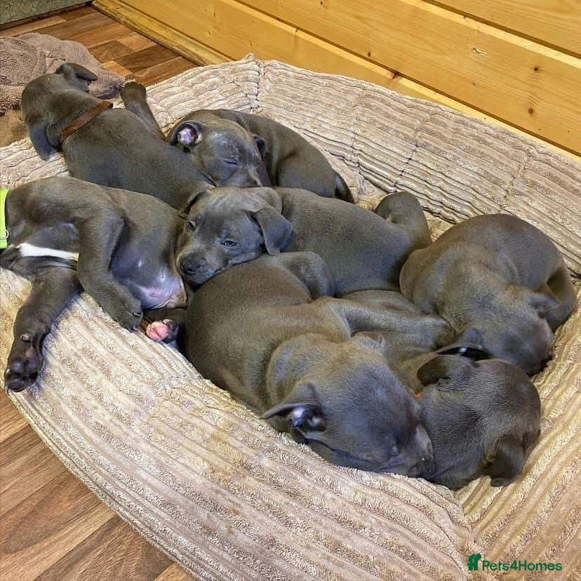 Staffordshire Bull Terrier dogs Outstanding pedigree blue staffy pups  - Advert 16