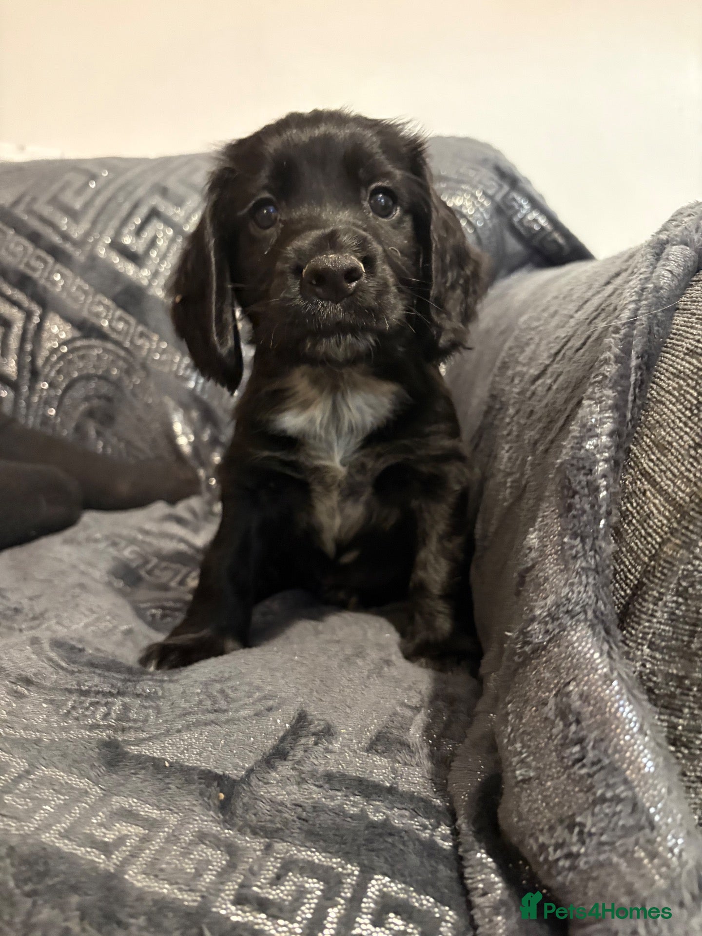 Cocker Spaniel dogs for sale: Cocker spaniels 🏠  - Advert 17