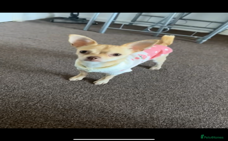 Chihuahua dogs - Advert 13