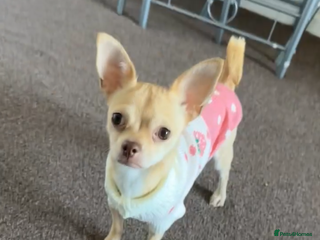 Chihuahua dogs - Advert 32