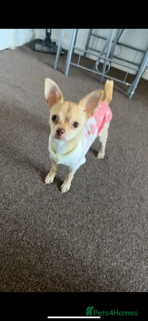 Chihuahua dogs - Advert 14
