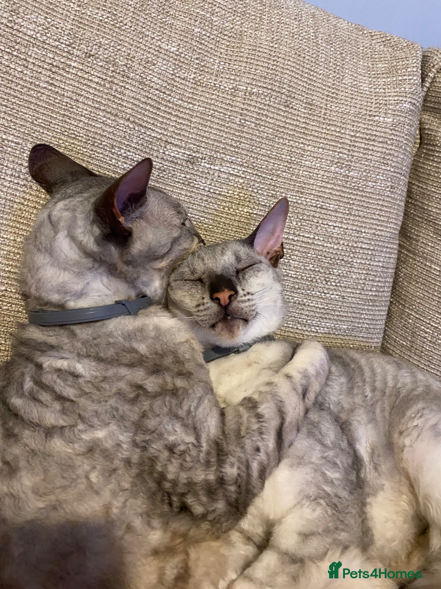Cornish Rex cats Very friendly pair male Cornish rex - Advert 7