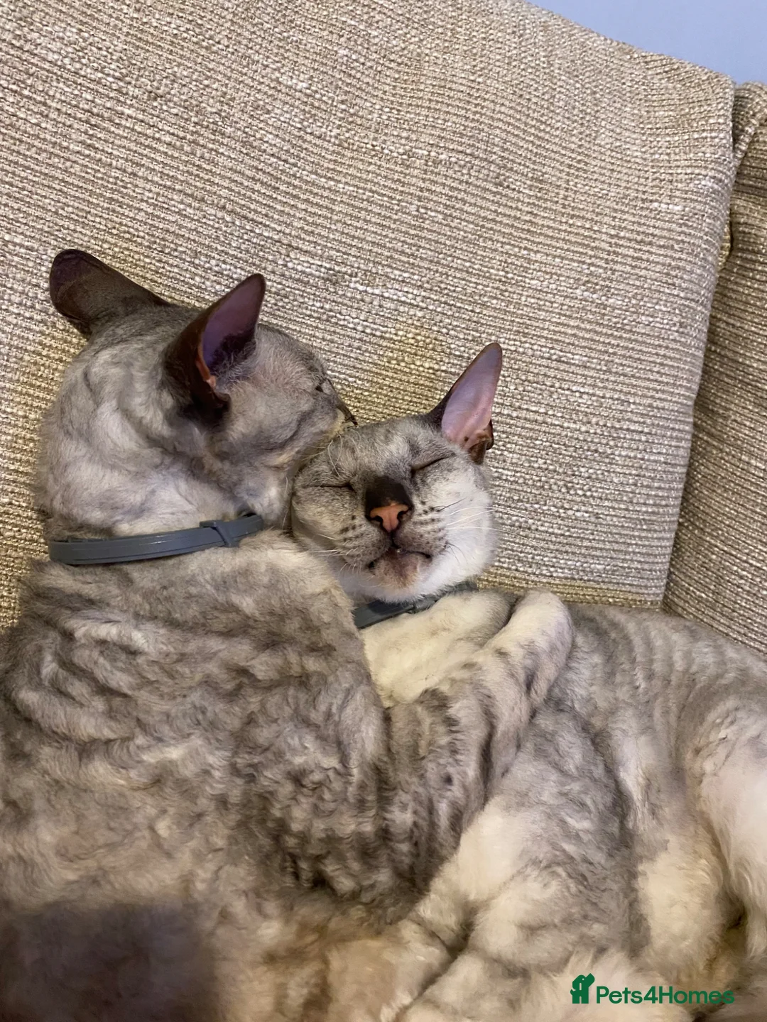 Cornish Rex cats for sale: Very friendly pair male Cornish rex - Advert 1