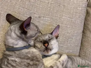 Cornish Rex cats Very friendly pair male Cornish rex - Advert 1