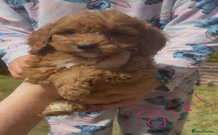 Cockapoo dogs - Advert 11
