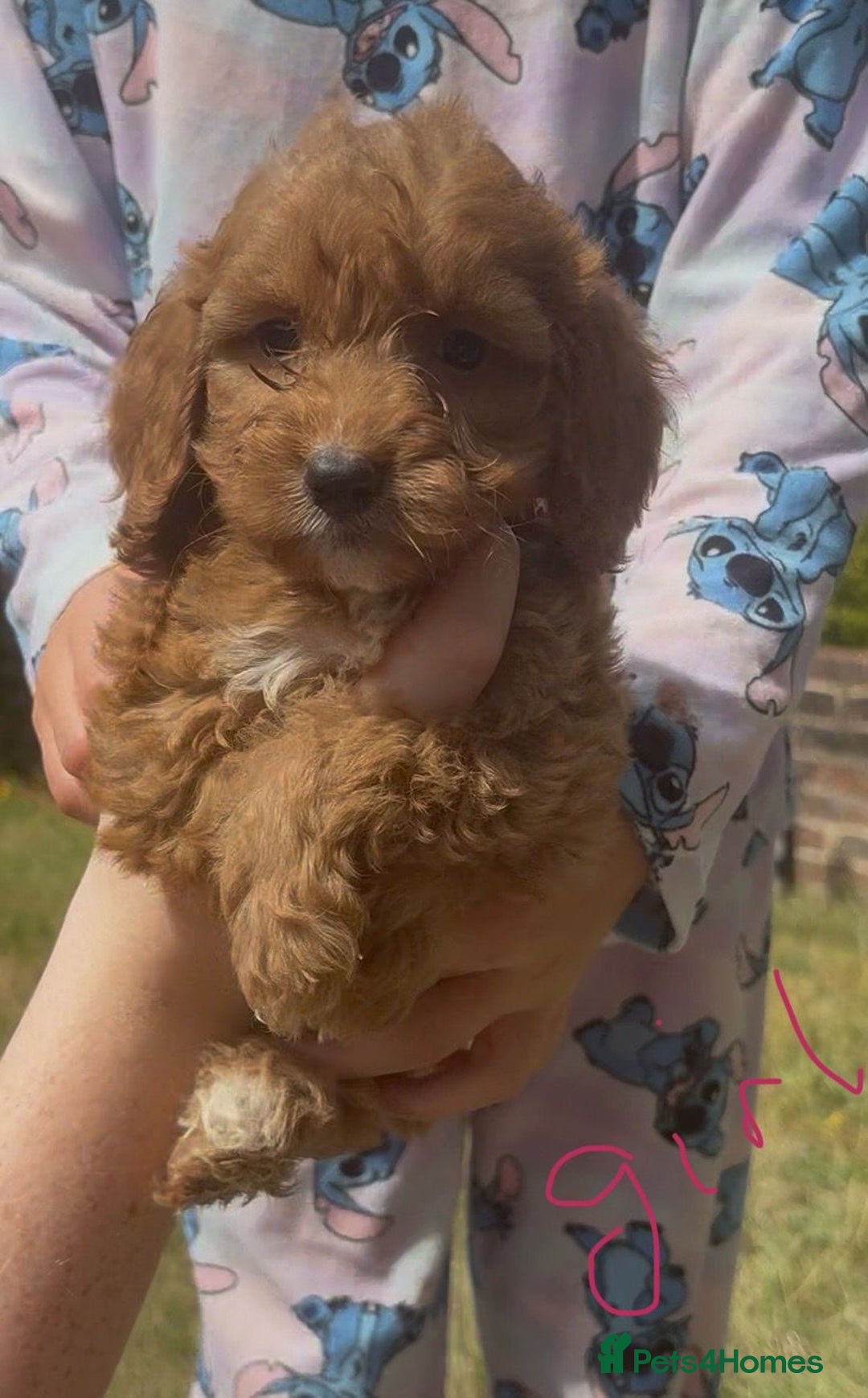 Cockapoo dogs for sale: Cockapoo  - Image 1