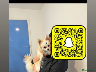Pomeranian dogs - Advert 15