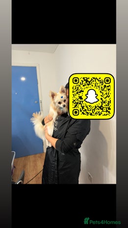 Pomeranian dogs - Advert 7
