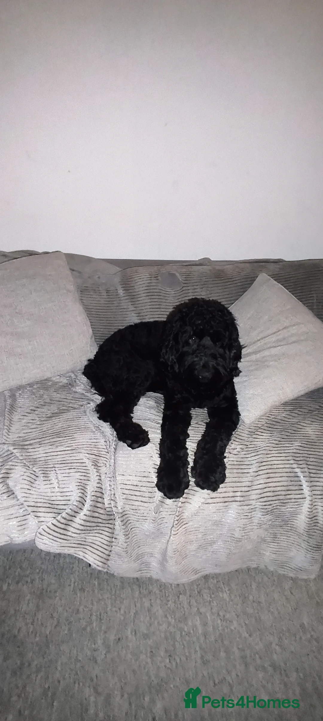 Labradoodle dogs for sale: Labradoodle in Bodmin - Advert 2