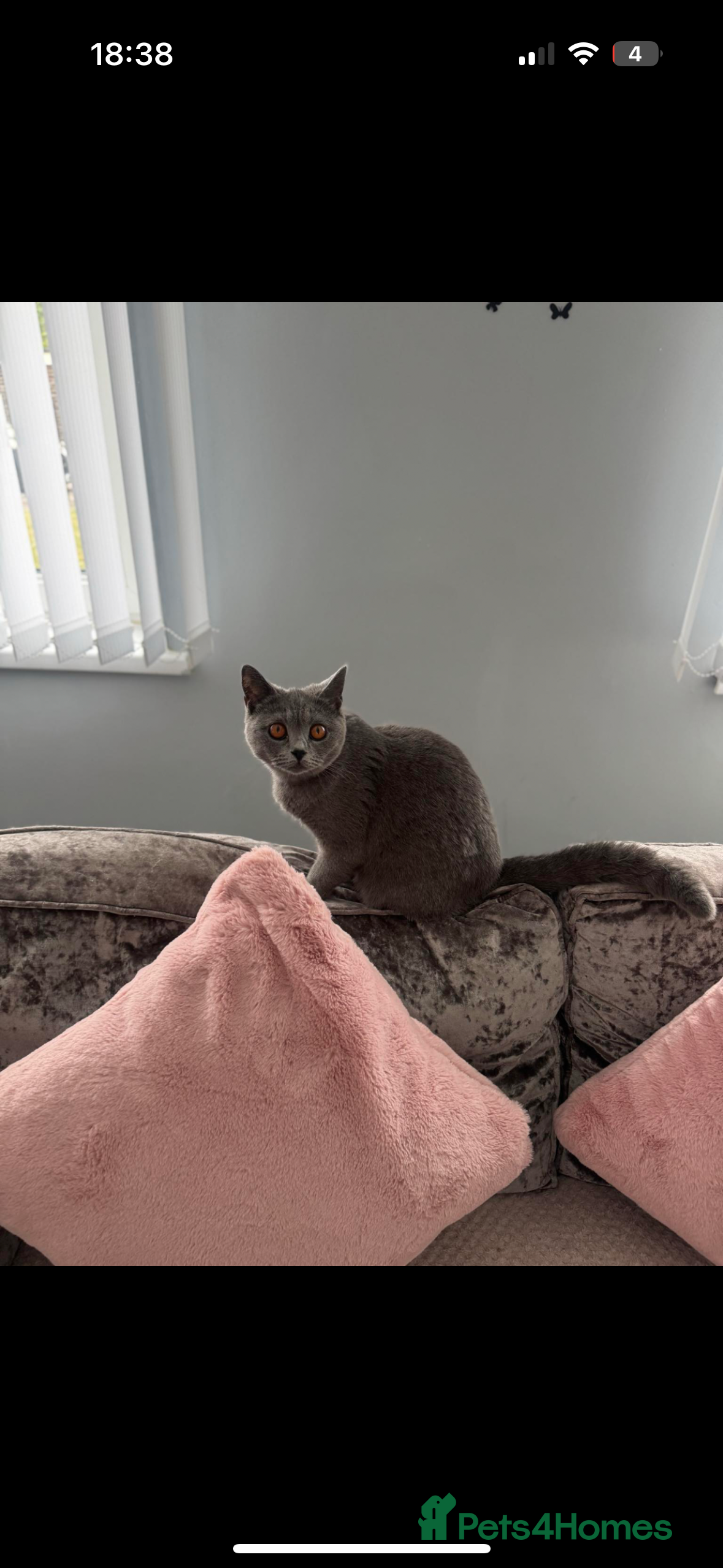 British Shorthair cats 1 female 1 male British shorthair  - Advert 14