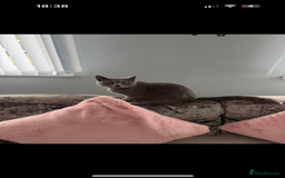 British Shorthair cats for sale: 1 female 1 male British shorthair  - Image 1