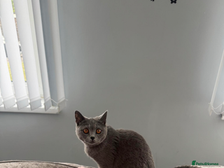 British Shorthair cats for sale - Advert 1