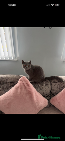 British Shorthair cats - Advert 6