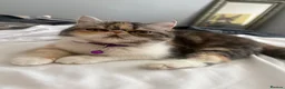 Exotic cats for sale: Persian exotic - Advert 3
