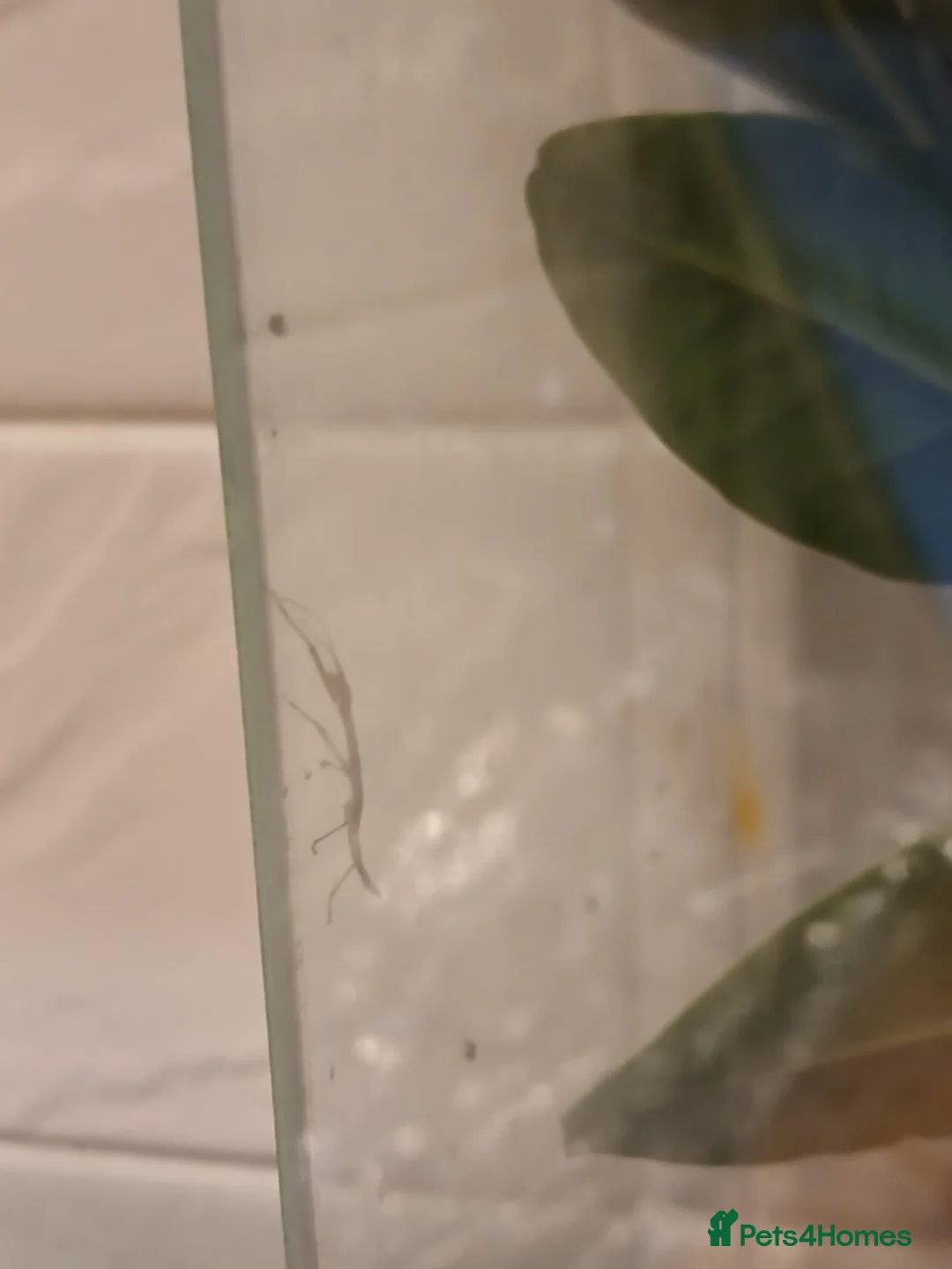 Stick Insects invertebrates for sale: Indian stick insects  - Advert 3