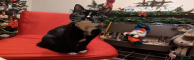 Mixed Breed cat