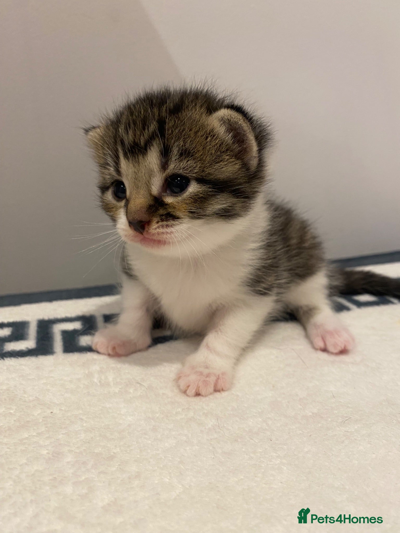 Mixed Breed cats Beautiful Female Kittens ♥️ - Advert 1