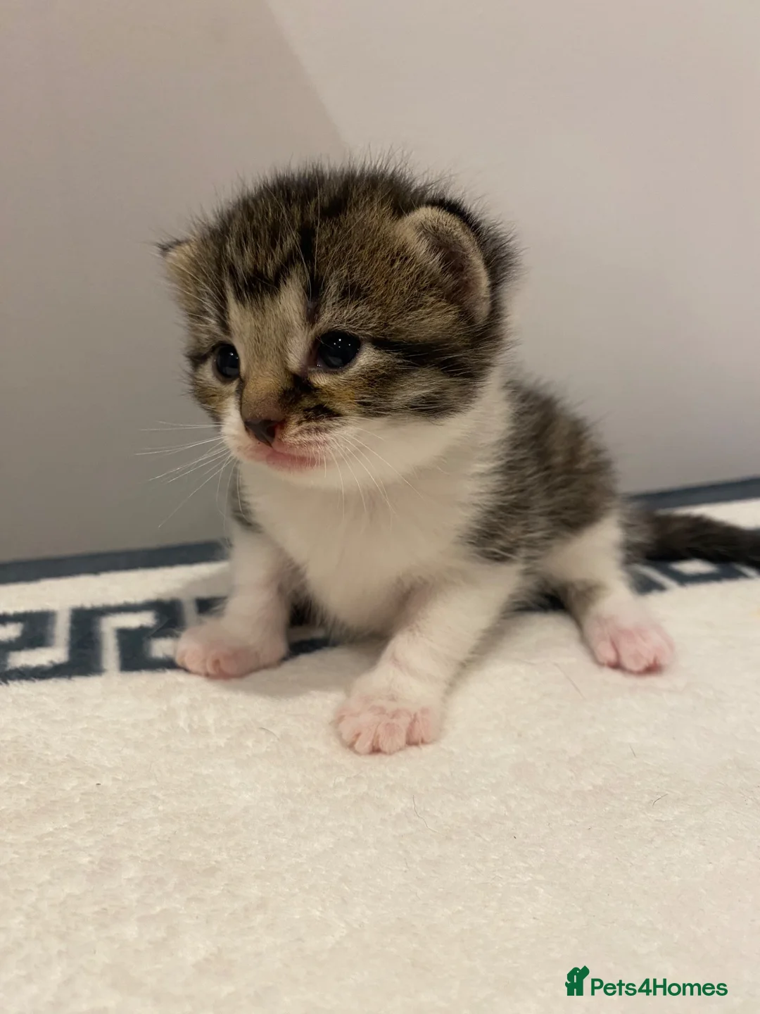 Mixed Breed cats for sale: Beautiful Female Kittens ♥️ - Advert 1