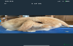 Mini Lop rabbits for sale: VACCINATED/wormed/flead mini lop babies  - Image 15