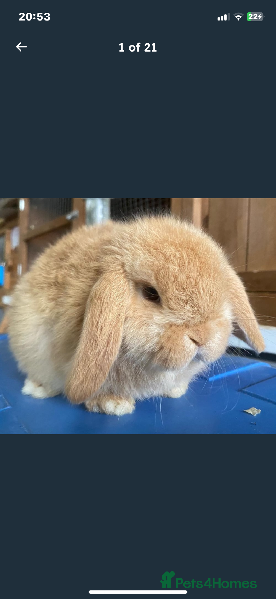 Mini Lop rabbits for sale: VACCINATED/wormed/flead mini lop babies  - Image 15