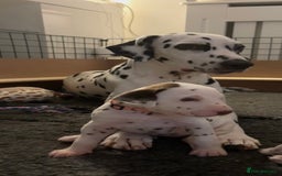 Dalmatian dogs for sale: Stunning mixed litter of Dalmatians  - Image 22