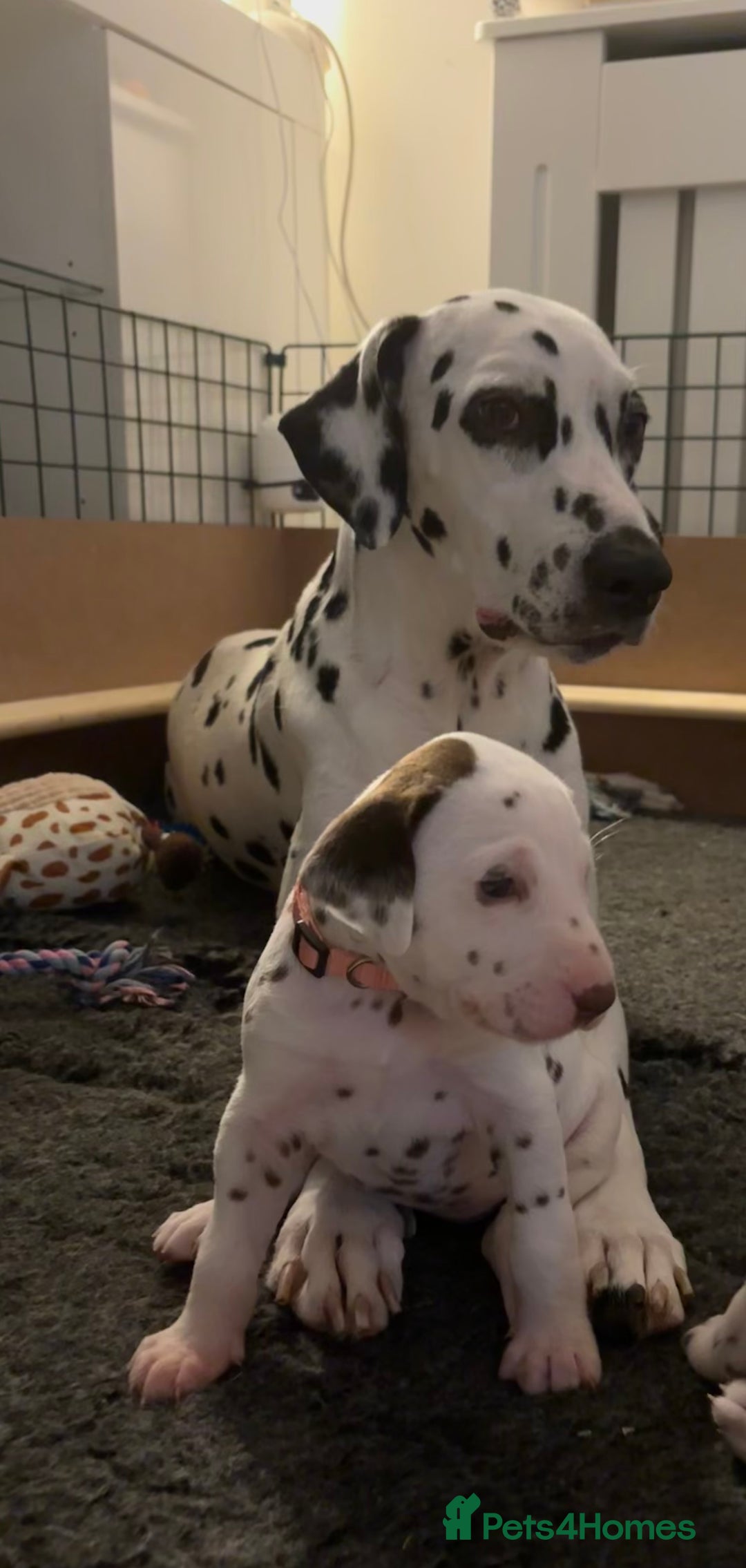 Dalmatian dogs for sale: Stunning mixed litter of Dalmatians  - Image 22