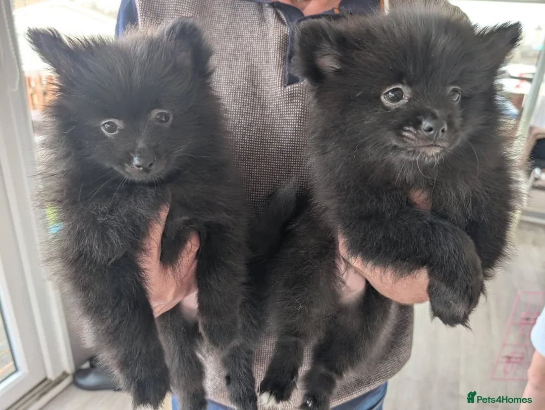 Pomeranian dogs for sale: Pomeranian Boys in Bradford - Advert 2