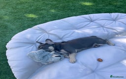 French Bulldog dogs for sale: 3 year old female French bulldog - Image 10