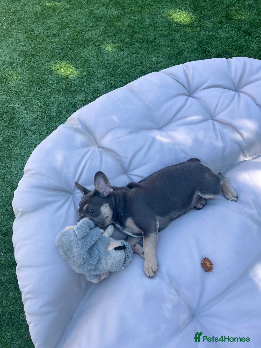 French Bulldog dogs for sale: 3 year old female French bulldog - Image 10