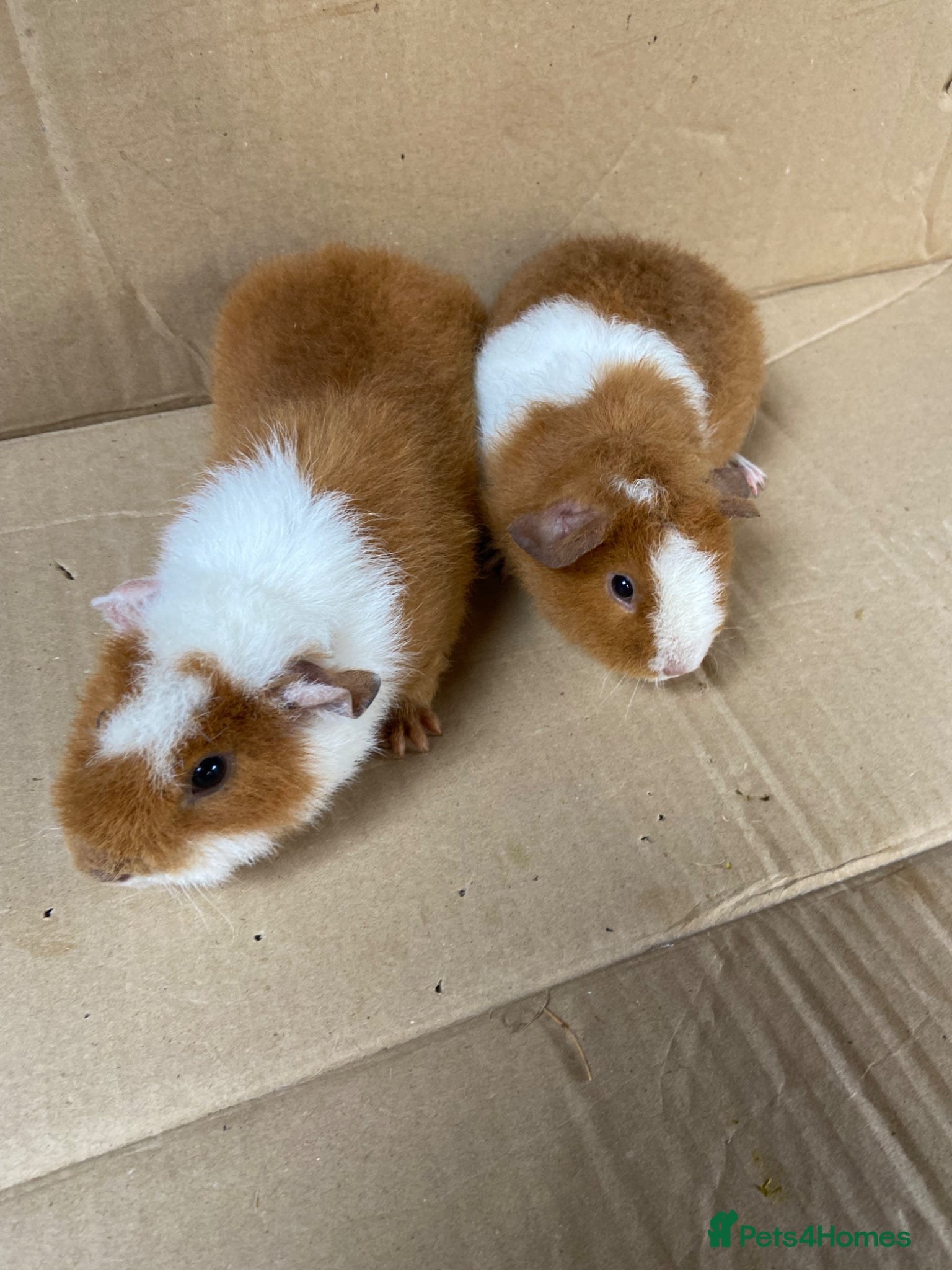 Guinea Pig rodents Two Baby Male Teddy Guinea Pigs - Advert 6