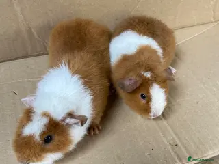 Guinea Pig rodents Two Baby Male Teddy Guinea Pigs - Advert 1
