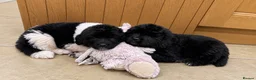 Newfoundland dogs for sale: Champion bloodlines due 22nd October  - Advert 12