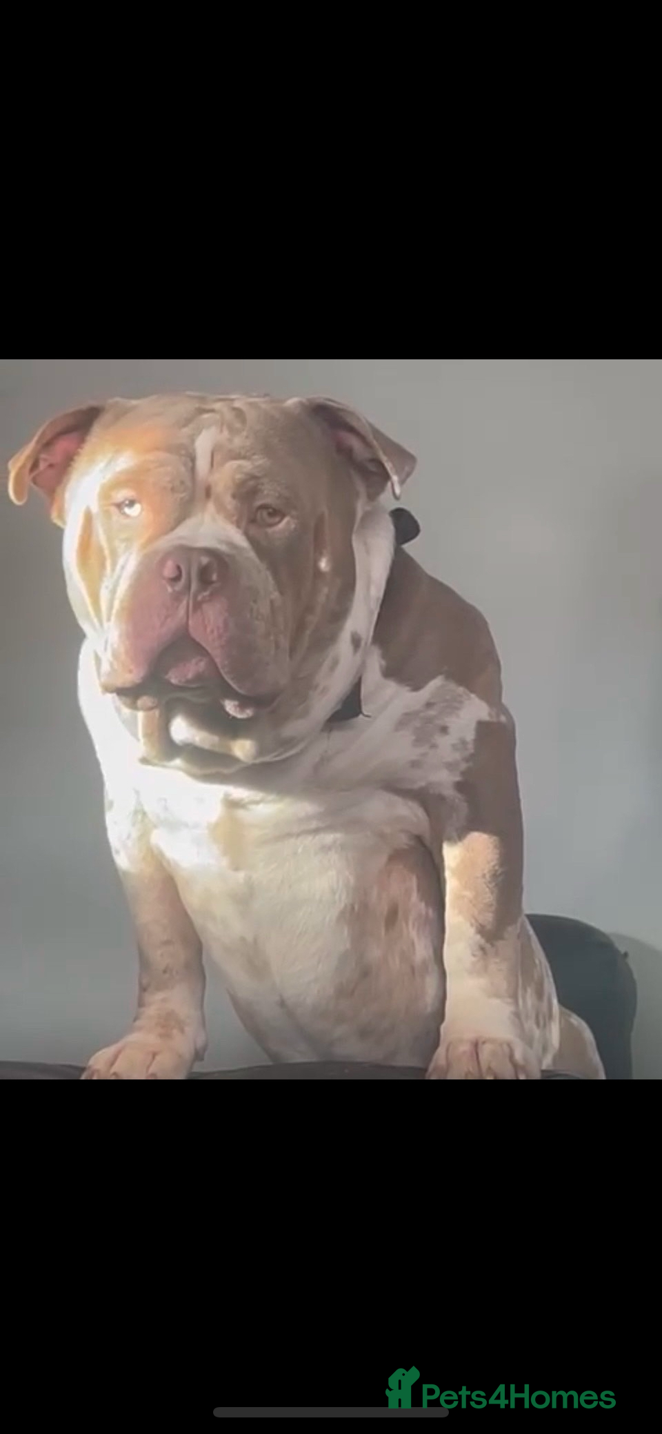 Mixed Breed dogs Beautiful bulldog /mastiff cross  - Advert 1