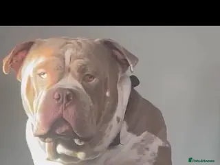 Mixed Breed dogs Beautiful bulldog /mastiff cross - Advert 11