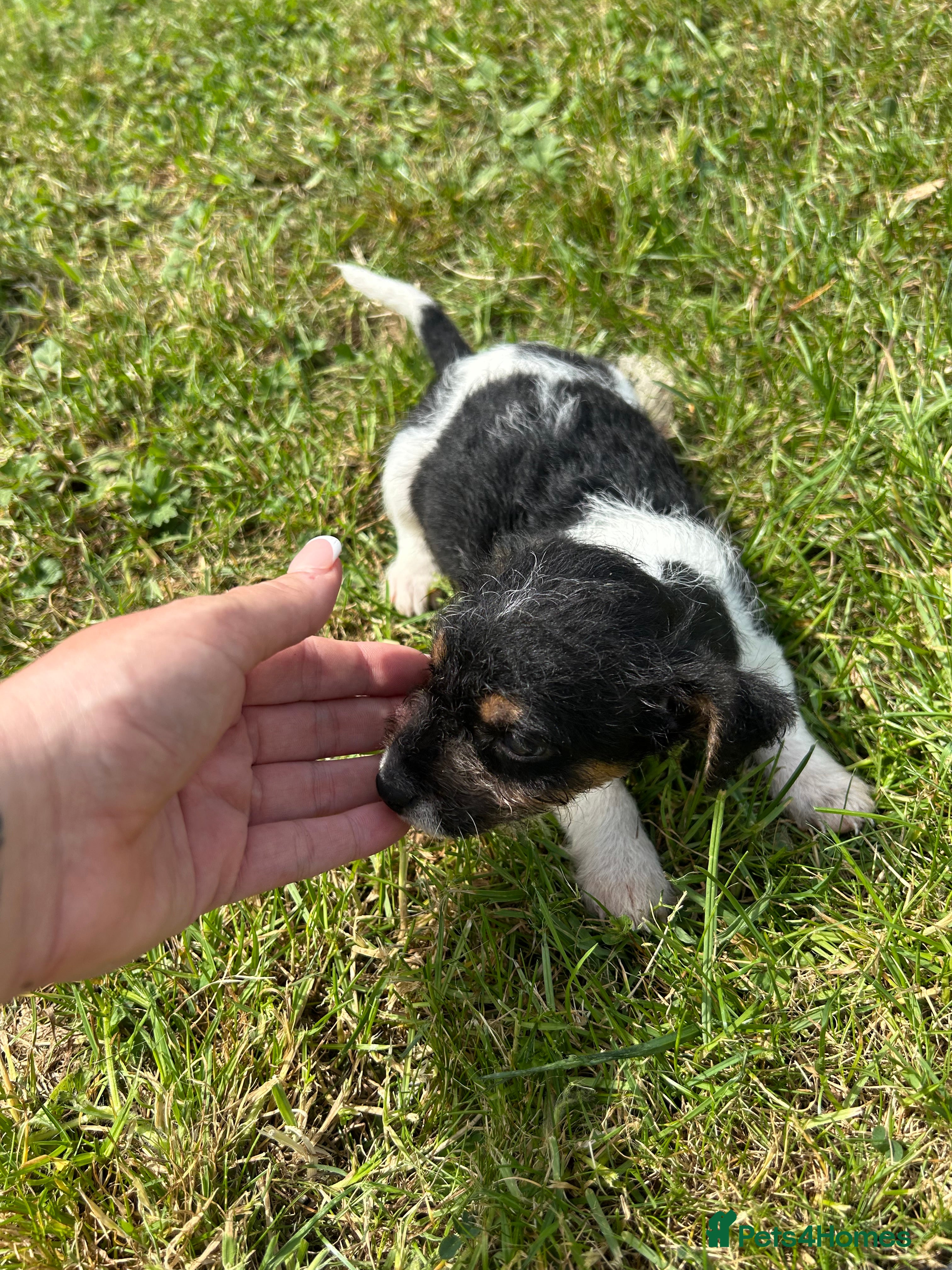 Mixed Breed dogs for sale: Jack Russell/Lakeland terrier puppies - Advert 3