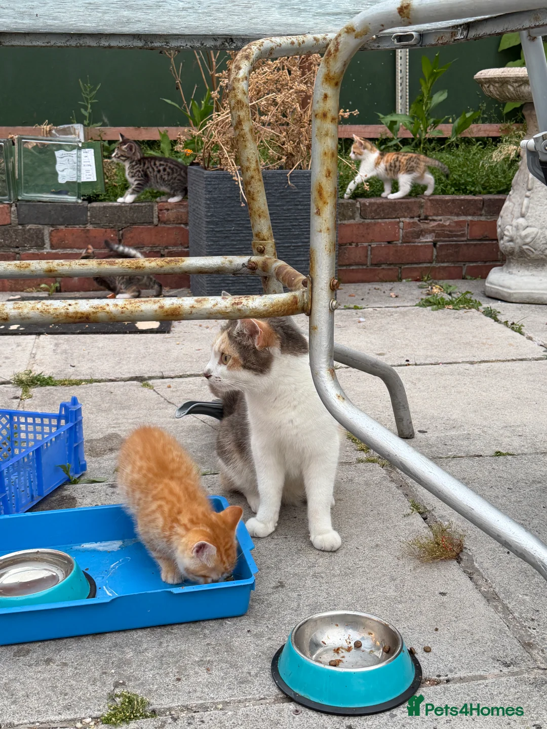Mixed Breed cats for sale: Tame kittens for sale  in Newport - Advert 2