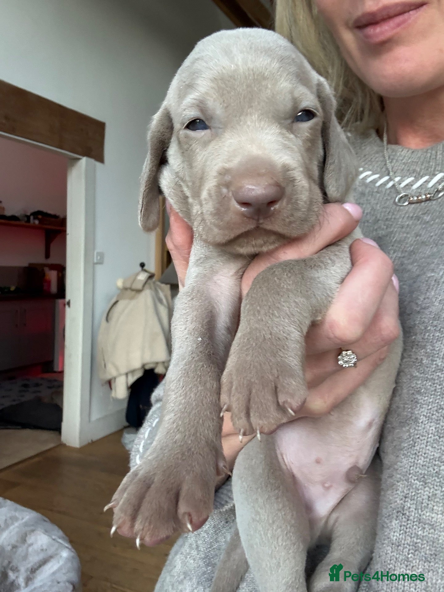 Weimaraner dogs Superb Gunalt Bloodlines & Excellent Temperament - Advert 2