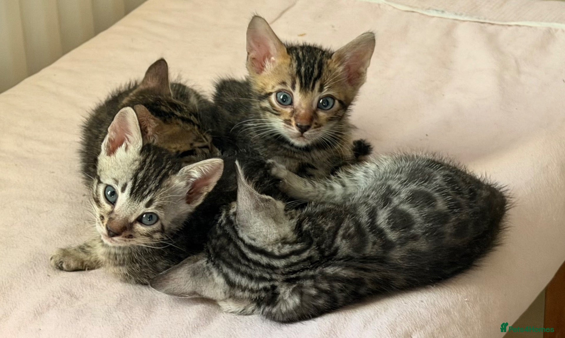 Bengal cats BENGAL 🔥 KITTENS, TICA REGISTERED 🩶  - Advert 6