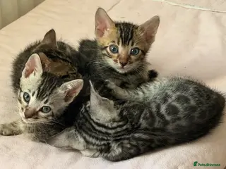 Bengal cats BENGAL 🔥 KITTENS, TICA REGISTERED 🩶 - Advert 6