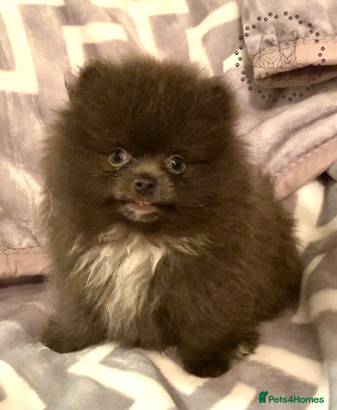Pomeranian dogs for sale: Stunning Pomeranian puppies - Advert 3