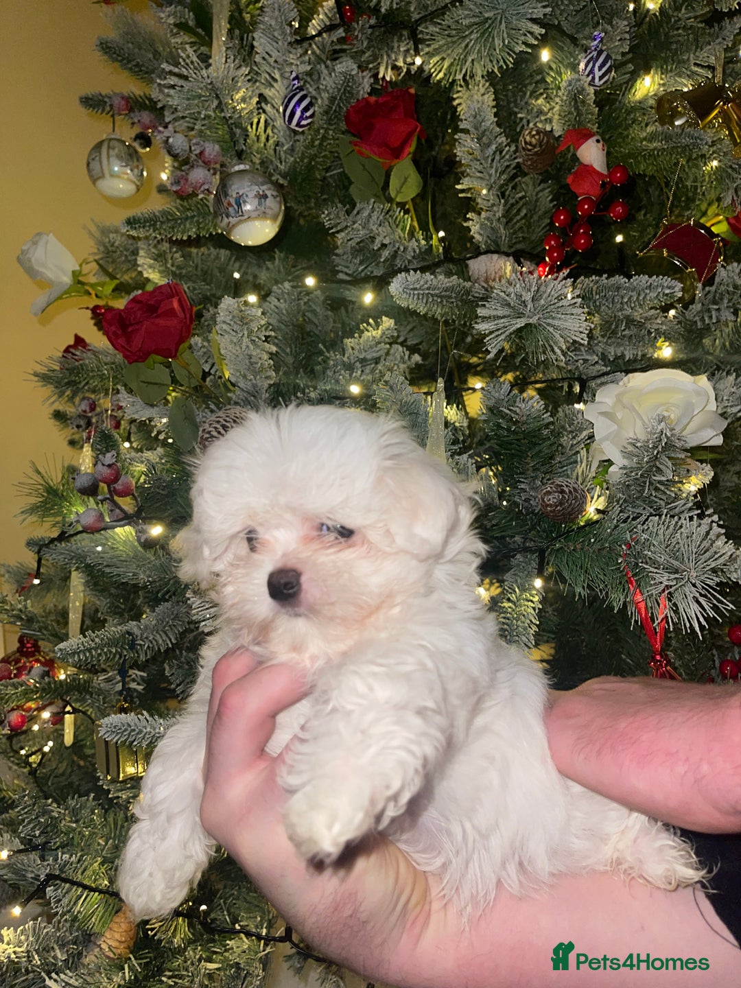 Maltese dogs for sale: *READY NOW* Korean Maltese x Malshi puppies 🐾 - Advert 4