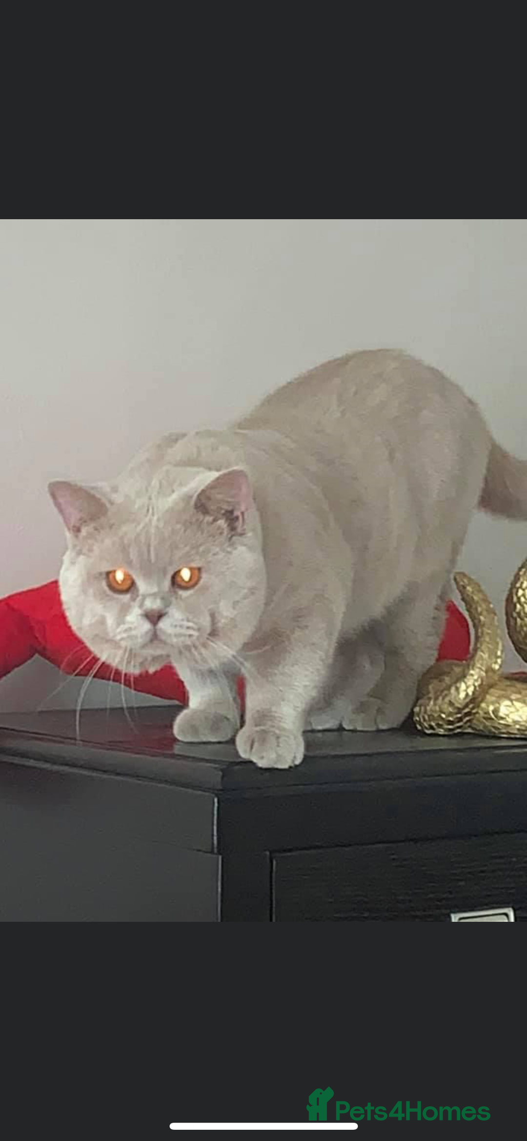 British Shorthair cats for stud: QUADRUPLE GRAND CHAMPION TICA in London - Advert 3