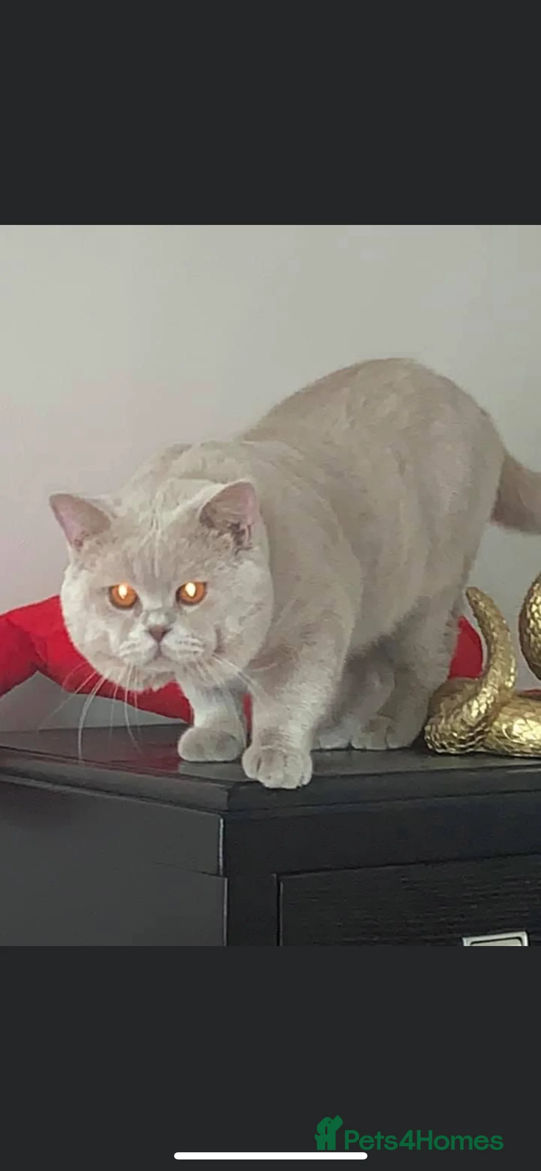 British Shorthair cats for stud: QUADRUPLE GRAND CHAMPION TICA in London - Advert 3