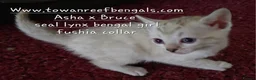 Bengal cats for sale: Tica registered bengal kittens ONE LEFT - Advert 5