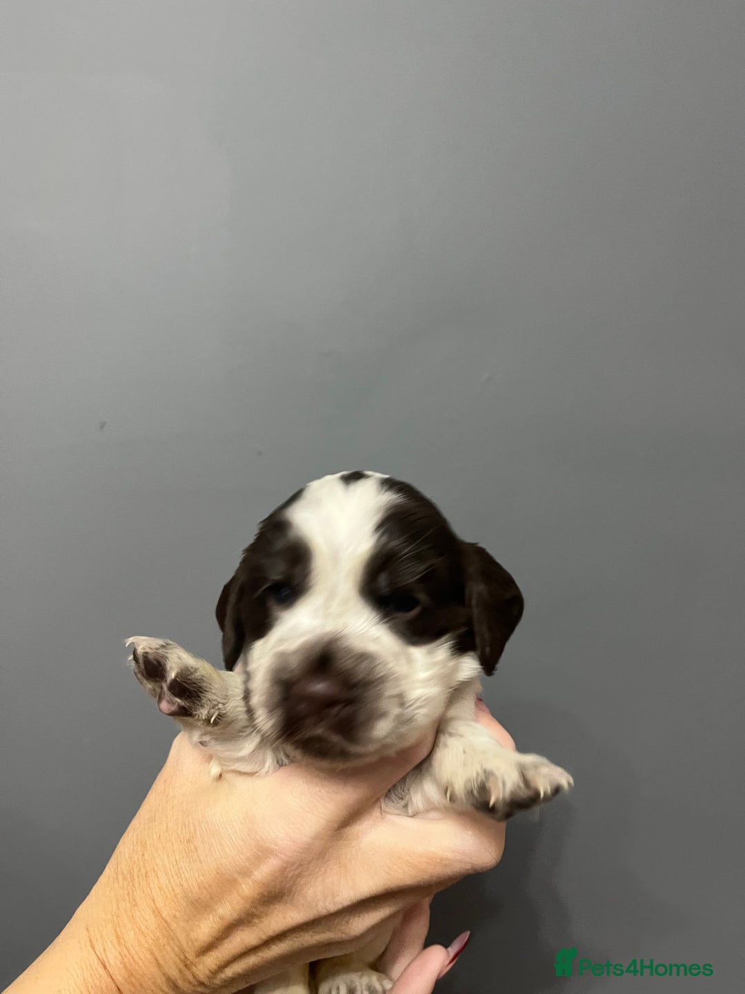 Cocker Spaniel dogs for sale: KC REG SHOW COCKER SPANIEL PUPS - Advert 10